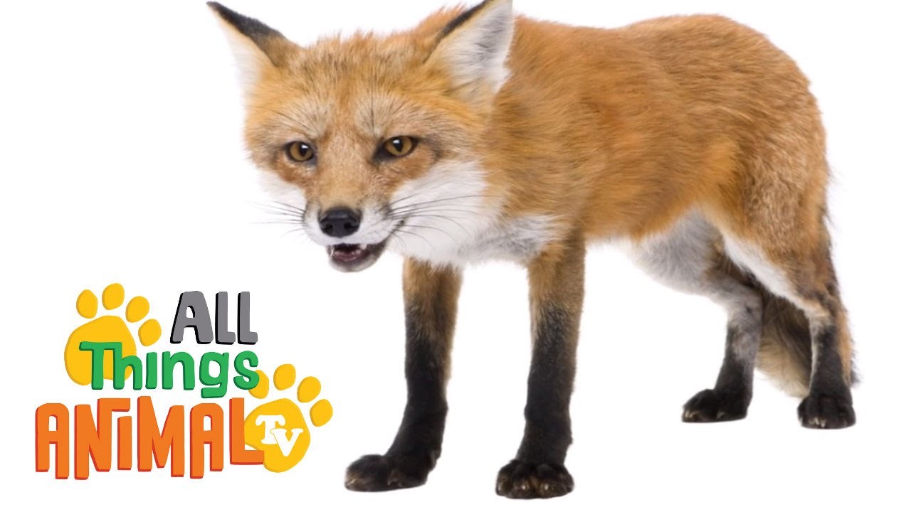 Fox с английского на русский. Fox английский. Лиса на английском. Meet the animals little Fox Chinese. РЕН ТВ лиса.